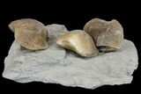 Multiple Fossil Brachiopod (Hebertella) Plate - Kentucky #136606-2